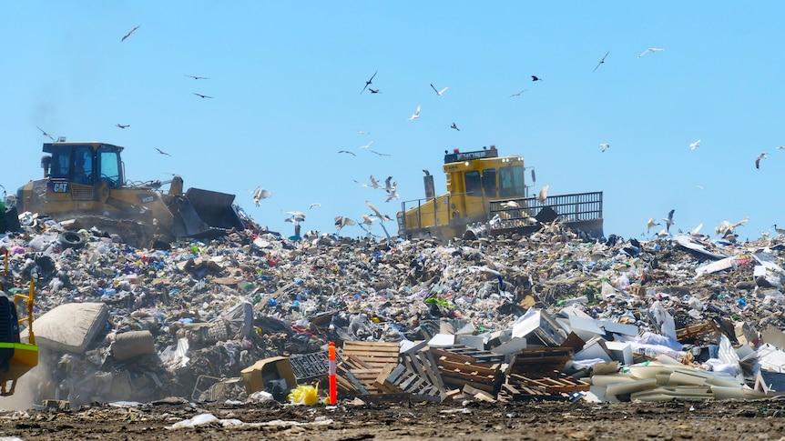 Billions in the bin as economy struggles with true cost of food waste