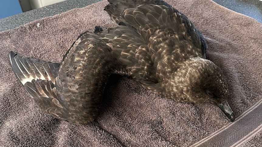 Bird flu could be catastrophic for nation's vulnerable species, experts warn