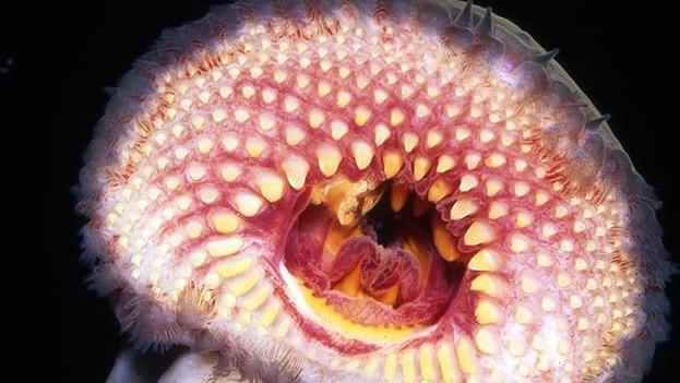 Blood-sucking, eel-like fish another possible casualty of algal bloom