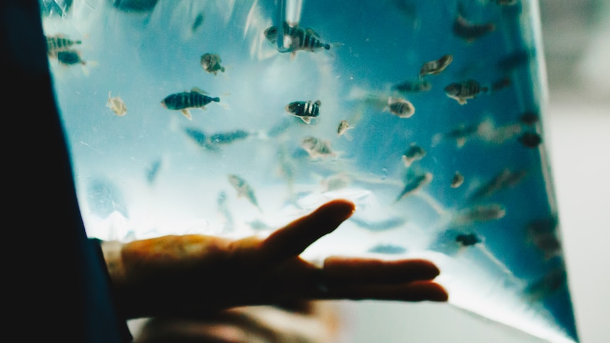 Fishy freight lands in Tasmania ahead of Bass Strait trial