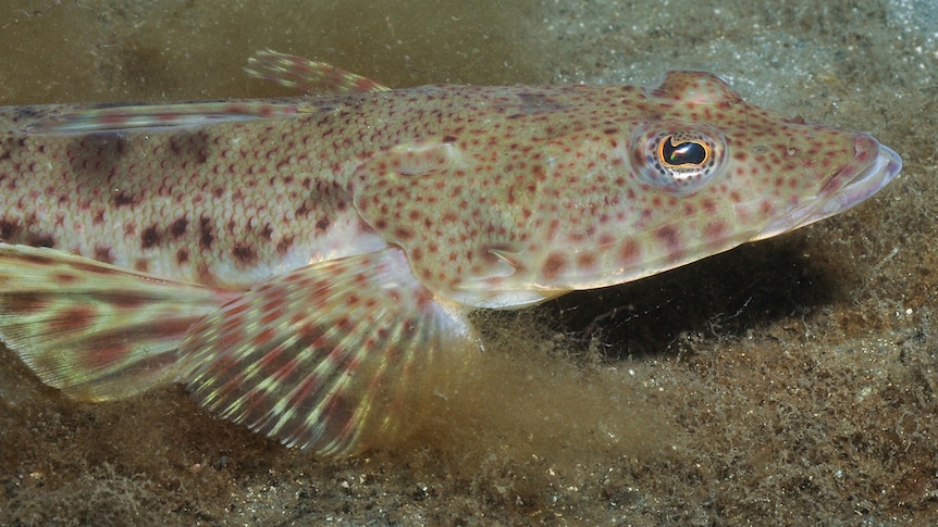 Inquiry slams years of government failure before rushed fishing ban