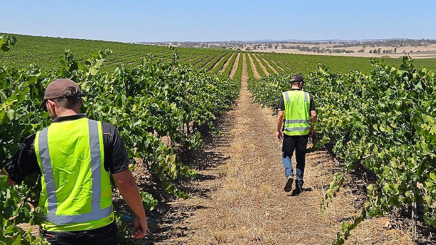 Major winemaker considers moving business overseas if tax changes go through