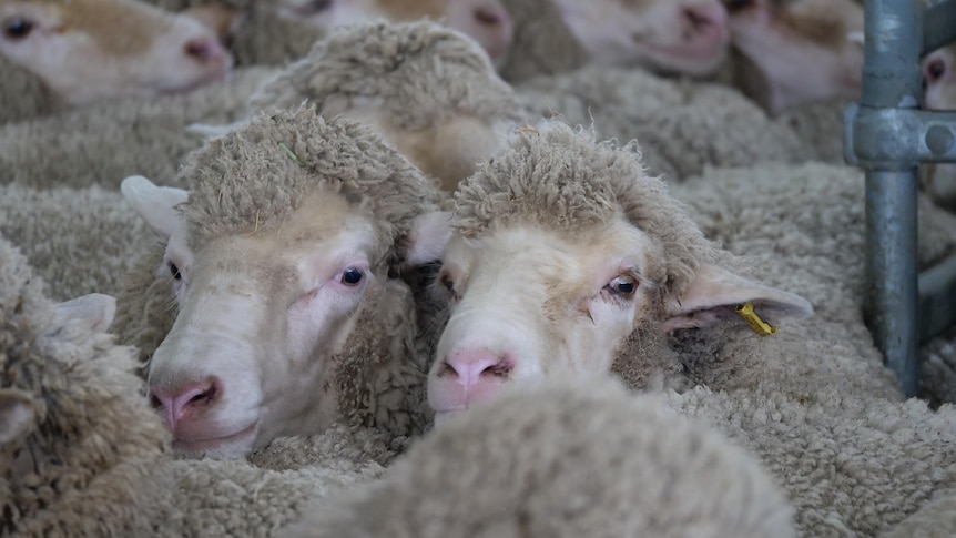Mutton cracks $9/kg for the first time