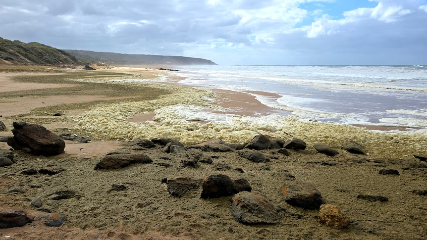 New report reveals what triggered SA's catastrophic algal bloom crisis
