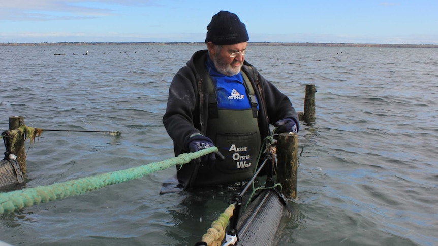 Oyster growers enduring 'death by a thousand cuts' after being closed again