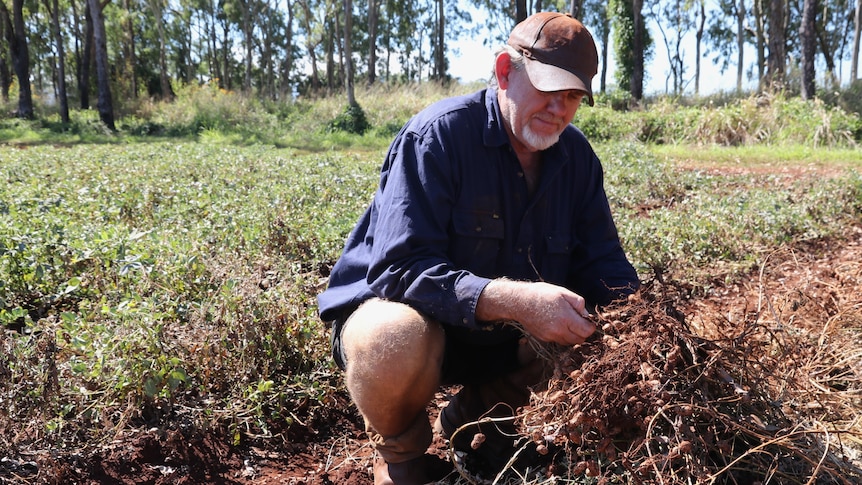 Peanut industry confidence returns after Crumptons takes over Bega sites