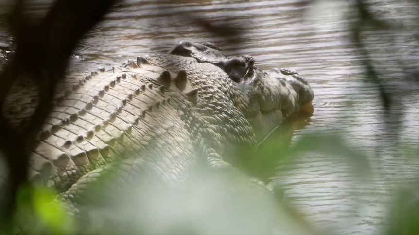 Steve Irwin 'wouldn't have wanted this': Australia Zoo calls police on traditional owner