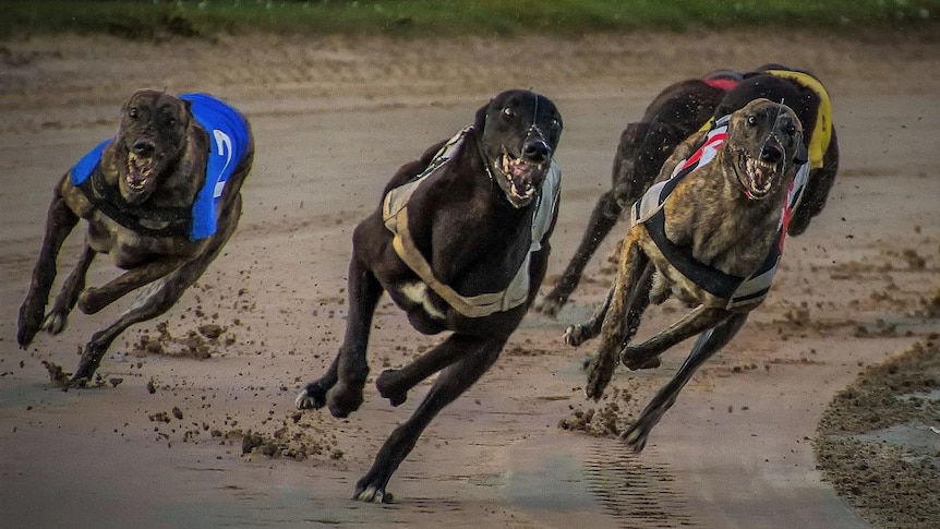 WA greyhound racing regulator defends controversial sport at inquiry