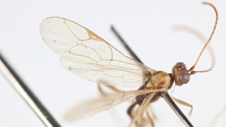 Wasp that eats host alive named after Attenborough for his 100th birthday